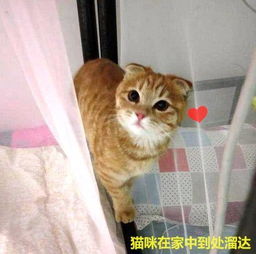  男子在楼下捡了只猫,女友见后两眼发光这种猫你也能捡到