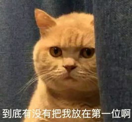  猫咪很火的表情包我给