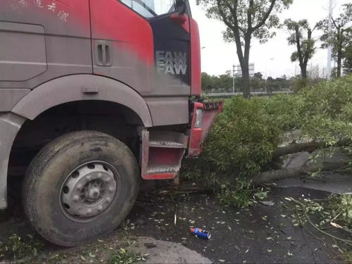  高邮武安发生的,一棵大树被大货车撞的连根拔起...