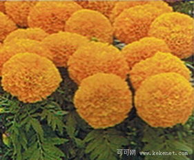  星座英语十二星座的幸运花
