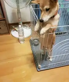 柴犬跳表情包养狗