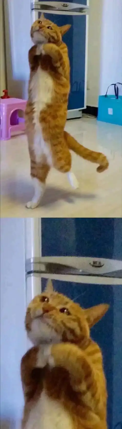 猫咪可以有多皮看铲屎官比拼自家猫咪沙雕瞬间,真是笑翻了