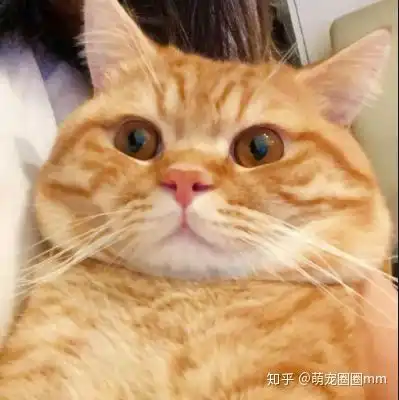  十只橘猫九只肥,还有一只特别肥当心胖猫咪容易生病啊