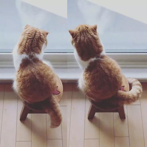  小橘猫的背影,感觉它急需我的一个抱抱
