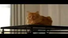  猫咪遭主人训斥表情集锦犯错了依然这么傲娇