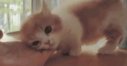  同样是喵星人,有的猫是粘人精,有的猫却是傲娇鬼