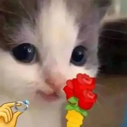  猫咪头拿花表情包合集