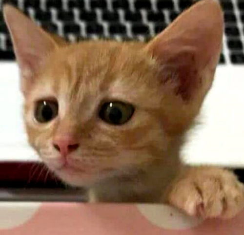  橘猫想要偷吃,被主人抓包后发给闺蜜看,没想到却被闺蜜吐槽