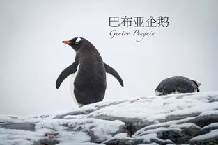  没到最震撼的南极南乔治亚岛就等于没到南极南极摄影首选南乔治亚岛60万王企鹅群奇观