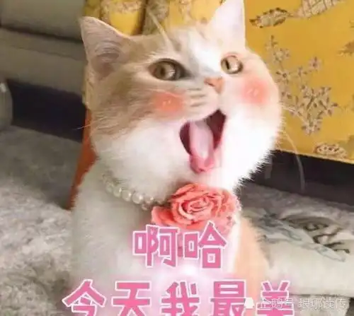  都是炫伞,忍了花瓣伞,忍了流苏伞,却被花折伞萌化了网易订阅