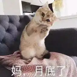 可爱喵咪表情包头像