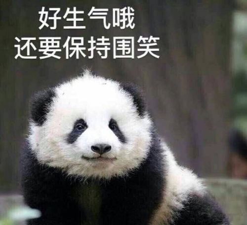  熊猫生气表情包我可是享受国宝待遇的,你的良心不会痛吗