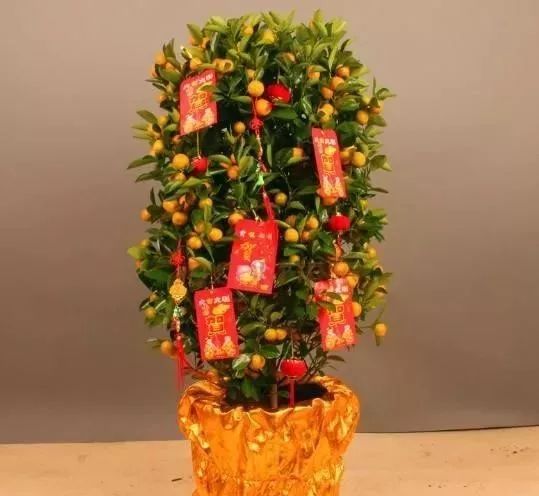  花开富贵喜事多催旺新年运势的绿植,助你风生水起