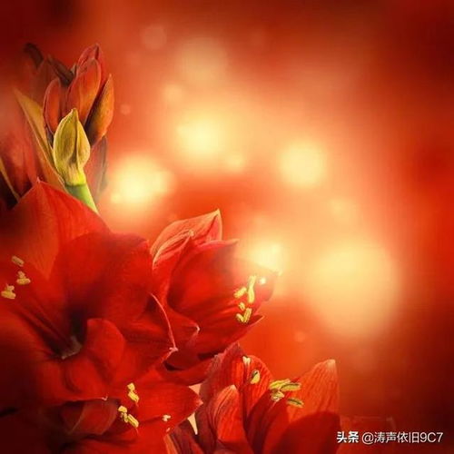  分享红色百合花图片