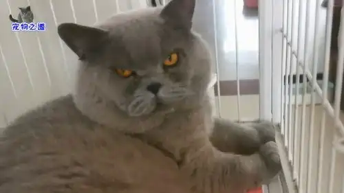  小公猫挨猫爸打还傻傻往身边凑,主人忙关起猫爸,它不服的表情亮了