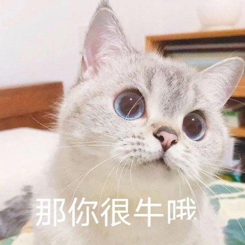  网红猫咪猫咪臭娜娜表情包十一