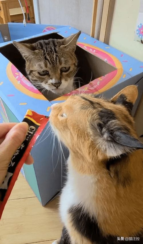  看到猫同伴在吃猫条后,这猫的表情亮了