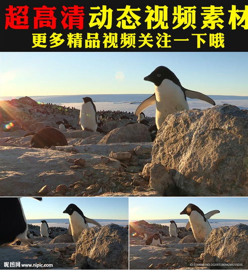  南极洲可爱企鹅实拍视频