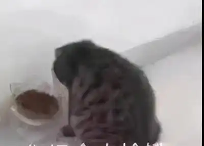  可爱的表情包没有撤退可言