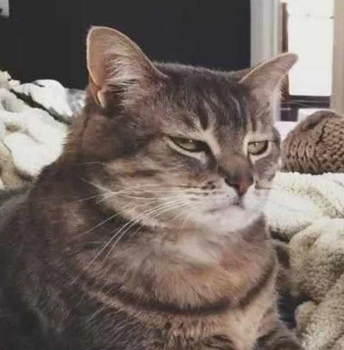  猫咪很长时间不见主人人,会想念自己的主人吗