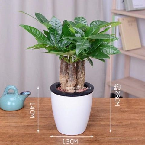  四季发财树盆栽七叶莲吸甲醛鸭脚木客厅办公室开业招财绿植好养活