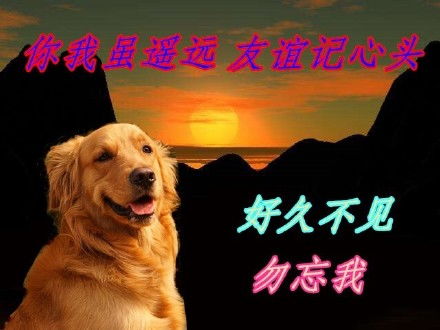  狗狗正能量表情包无水印版