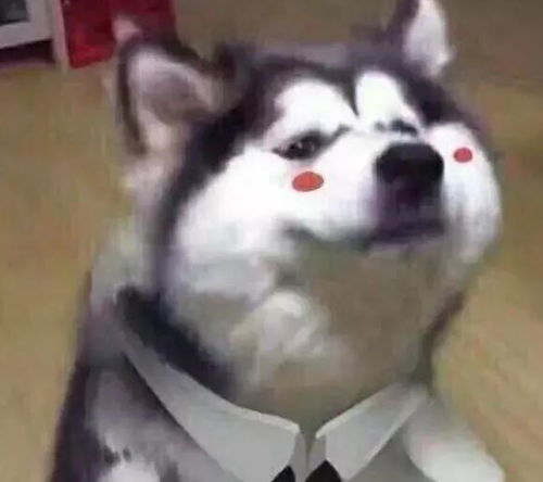  狗狗的8种疾病语言,哪种需要进医院