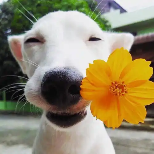  搞笑头像丨我要瘦成一道闪电,照亮所有猥琐的死胖子