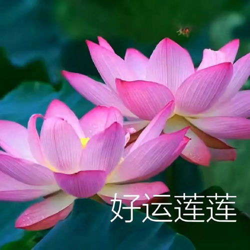  转发这个玖月奇迹,祝你九月好运连连