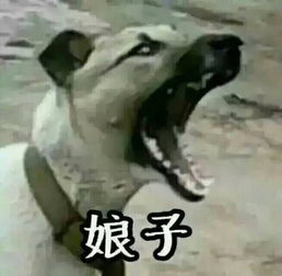 猫猫狗狗表情包两只