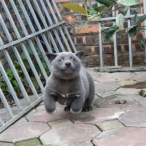  这只小狗有点不同,有人说是猫狗杂交,它爬到屋顶想静静