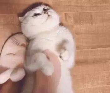  主人用脚给猫做推拿,表情越来越奇怪,最后主人蒙了