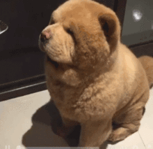 中国本土犬大盘点,据说田园犬.....