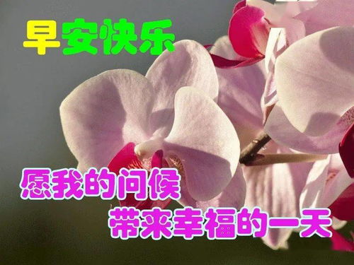  2021非常唯美的漂亮花朵早安问候语动态图片表情,微信暖心的早安问候语短信