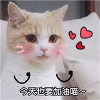  最新微信萌猫表情包超可爱目光坚定的喜欢你