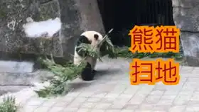  暴躁熊猫头