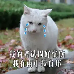  猫咪表情包考试党专用
