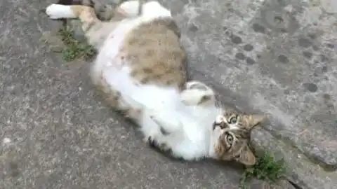  猫咪打滚大合集没吸猫薄荷但比吸了猫薄荷更可爱up主再次原地爆炸最后有彩蛋看简介哦
