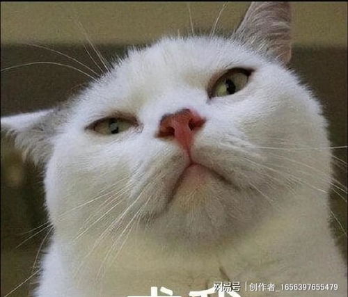  72.5的猫奴用猫咪做头像,养猫的人还做过这些事