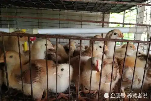  表情养鸡秘籍养鸡想挣钱,打好基础是重点表情