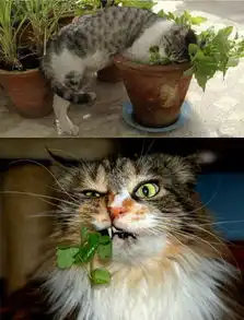  猫咪吃猫薄荷表情大合集吐舌打滚超可爱