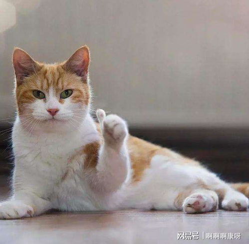 猫咪乱尿千万处,六种原因跑不了