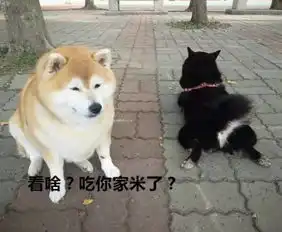  它们真的不是虚胖,看看那只毛湿了猫,是真肥啊