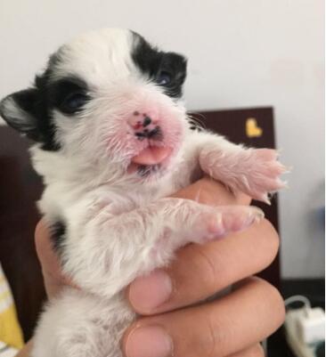  小伙因边牧小奶狗结识了女孩,后来成为了恋人,狗狗功不可没