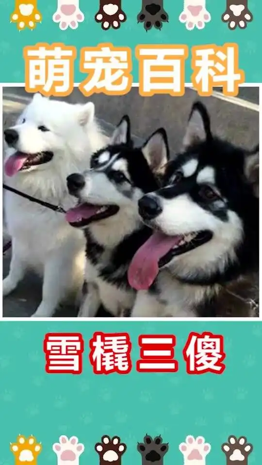 专发表情包的qq群雪橇三