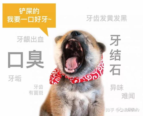  柴犬牙齿护理秘笈