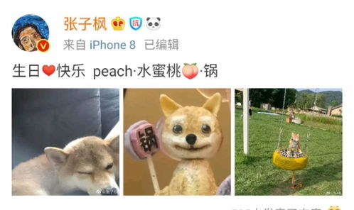  张子枫怀抱小锅晒太阳,表情一致超可爱,拍照人意外出镜引热议