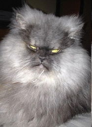  威严愤怒猫红爆网络