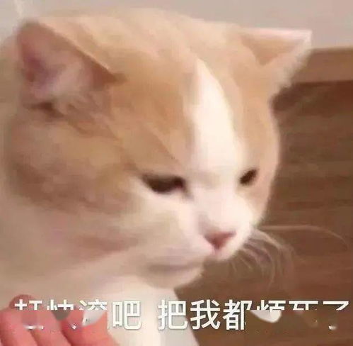  抖音热门表情包i等一位大哥帮我清空购物车我回家偷户口本
