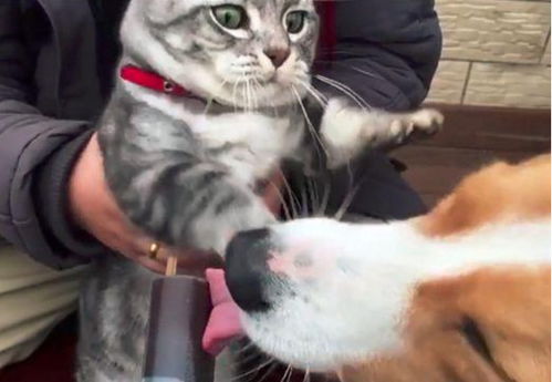  猫咪发火狂揍柯基犬主人急忙拉开猫猫得知原因后笑到扶墙走